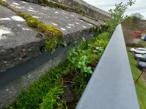 Before gutter cleaning in Aspley – moss and debris visible