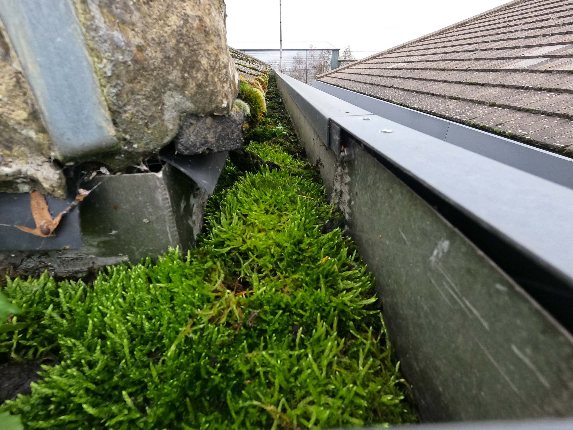 Blocked gutter downpipe with moss buildup causing overflow