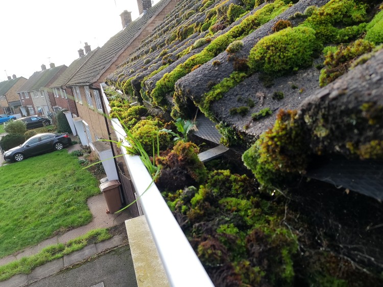 A close-up view of a house roof covered in green moss, with plants growing in the gutter. Rows of similar houses and a lawn with a parked car are visible in the background.