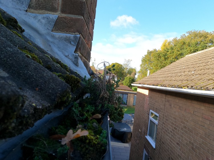 Before — Toton plants in run
