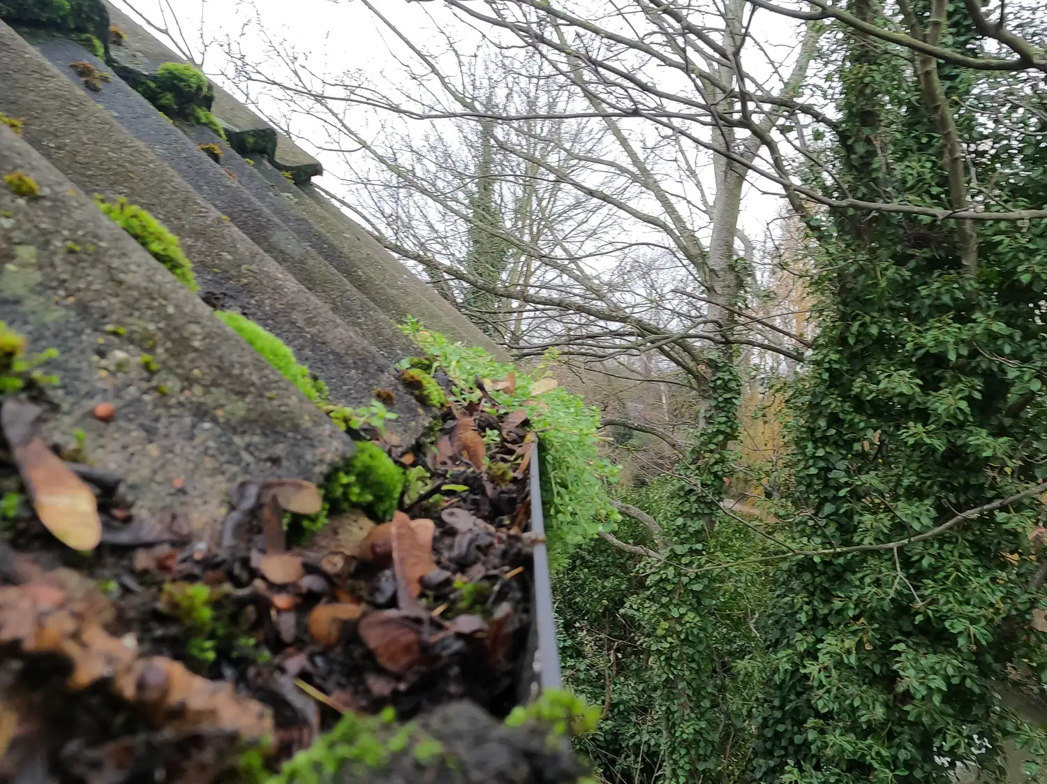 Before: gutter on Radcliffe Road, West Bridgford, packed with wet leaves, moss and seedlings taking root