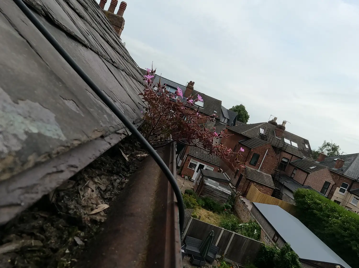 Before: rear cast-iron gutter of a Victorian house on Charnwood Grove, West Bridgford, full of compost with a weed in flower growing out of it