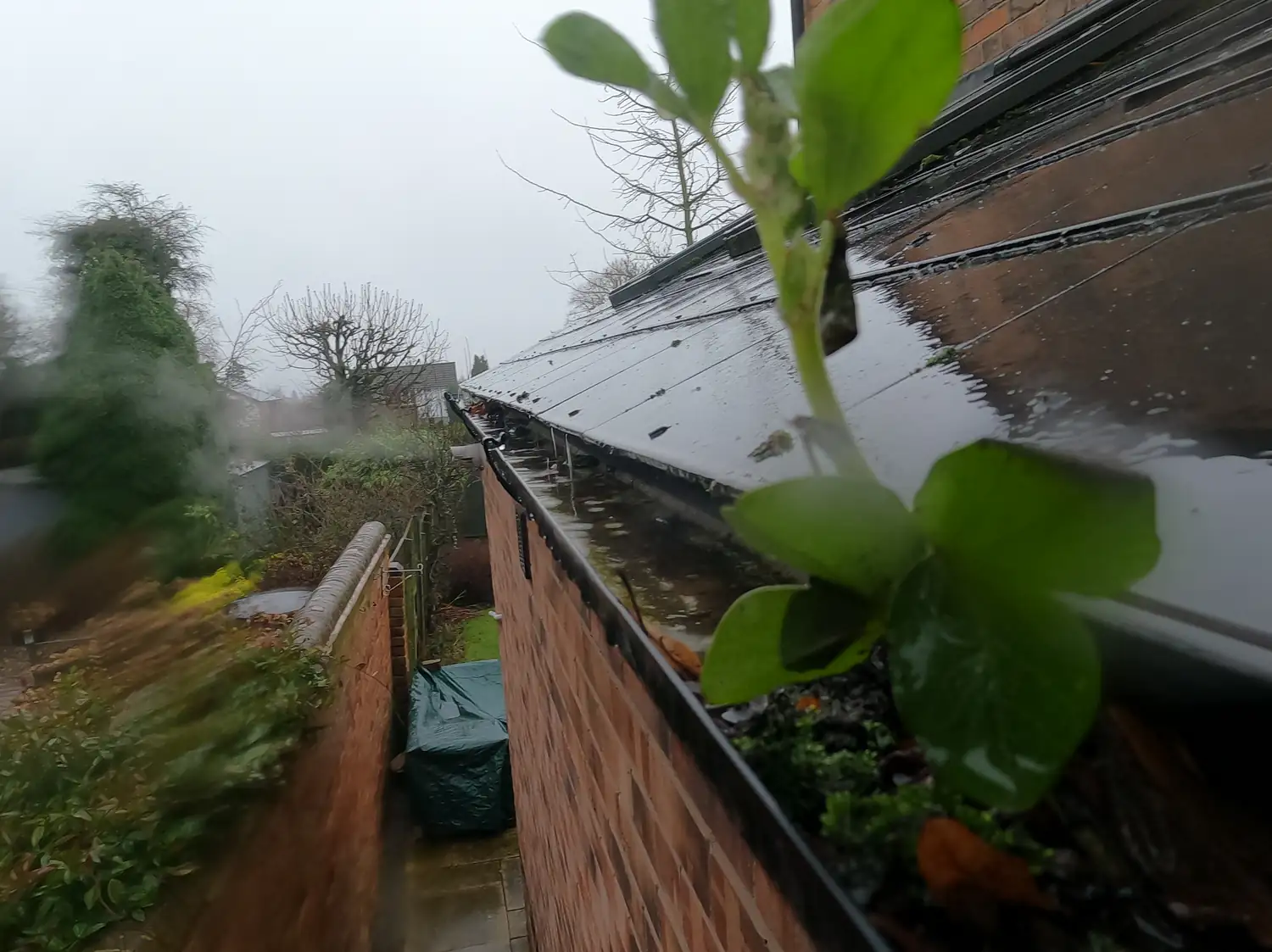 Before: rear gutter of a house on Haywood Road, Mapperley, with a plant growing out of it above a wet slate roof