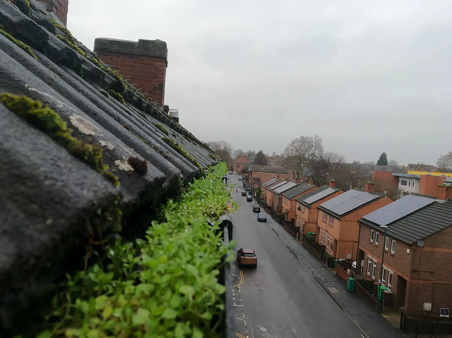 Before: front gutter of a three-storey Victorian terrace on Birkin Avenue, Radford, with a thick mat of weeds growing the full length of it