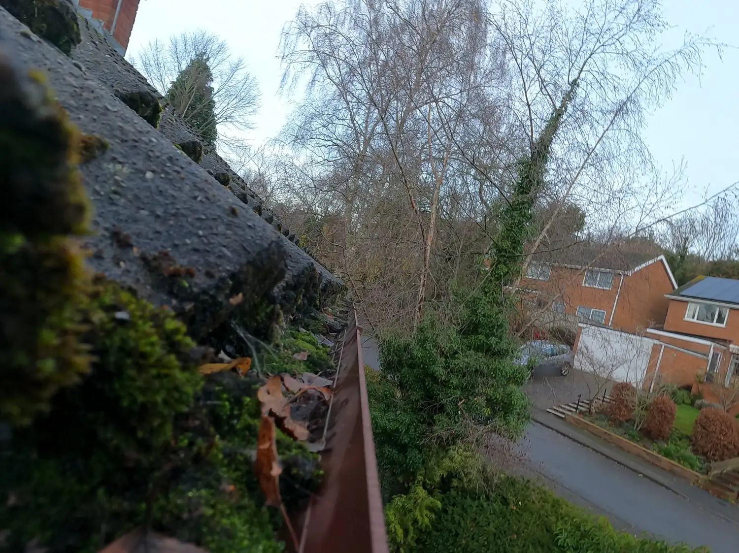 Blocked gutter full of moss and oak leaves below moss-covered concrete tiles on Padleys Lane, Burton Joyce, Nottingham NG14, with silver birches and detached houses across the road, before a SkyVac clean